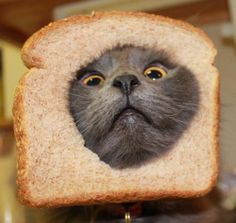 a close up of a slice of bread with a cat on it's face