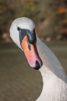 a white swan with an orange beak and black eyes