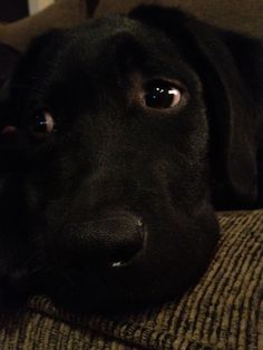 a black dog laying on top of a couch