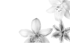 black and white photograph of three flowers