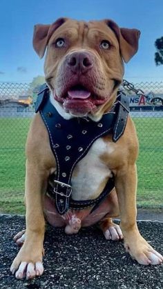 a brown and white dog sitting on top of a cement ground next to a field