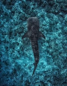 a black and white spotted whale swimming in the blue water with corals around it