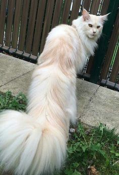 a long haired white cat sitting on the ground next to a fence and looking at something