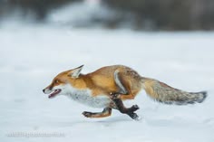 a fox running in the snow with its mouth open