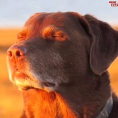 a close up of a dog's face with the sun shining on its head