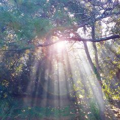 the sun is shining through the trees in the forest