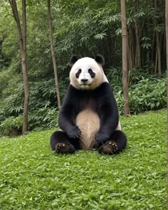 a panda bear sitting on the grass in front of some trees