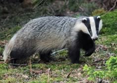 a badger standing on top of a lush green field