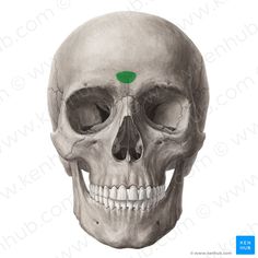the bones of the head and neck with green markings