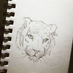 a pencil drawing of a tiger's face