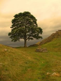 a lone tree sitting on top of a lush green hillside next to a stone wall
