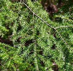 the branches of a pine tree are green