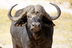 an animal with very large horns standing in the grass and looking at the camera stock photos