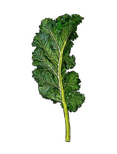 a drawing of a leafy green vegetable on a white background, with the stem still attached to it