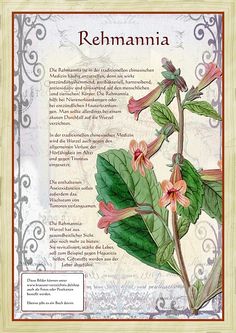a painting of a plant with flowers on it's stem and the words rehmania written below