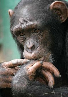 a close up of a chimpan holding something in his hands