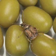 a brown bug sitting on top of green fruit