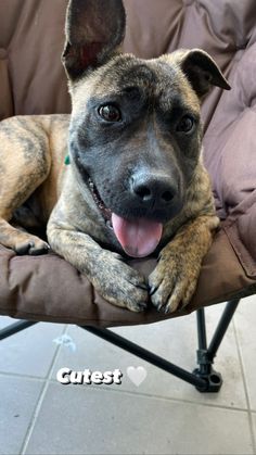 a dog laying on top of a chair with its tongue out and it's eyes wide open