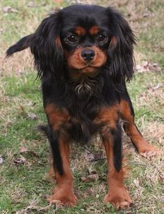 a small black and brown dog standing on top of a grass covered field