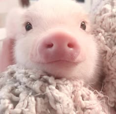 a baby pig is wrapped in a blanket