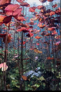 an underwater view of some plants and water