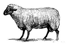 a black and white drawing of a sheep