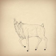 a pencil drawing of a horse with long manes and tail, walking away from the viewer