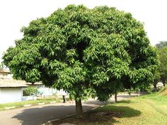 a large green tree sitting on the side of a road