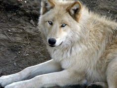 a white wolf laying down on the ground