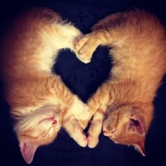 two cats laying in the shape of a heart