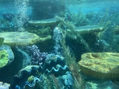 an underwater view of corals and other marine life