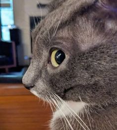 a gray and white cat staring at something