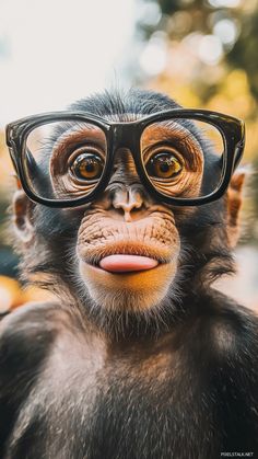 A monkey wearing oversized glasses making a funny face at the camera.