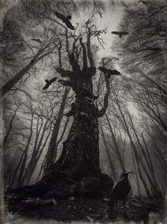 an old tree with birds flying around it in the forest, black and white photograph