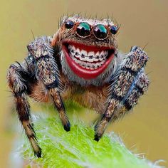 a close up of a jumping spider with teeth