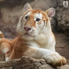 a close up of a tiger laying on a rock