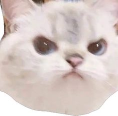 a white cat with brown eyes looking at the camera