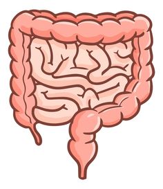 an image of the human brain and its structures in pink color on white background stock photo