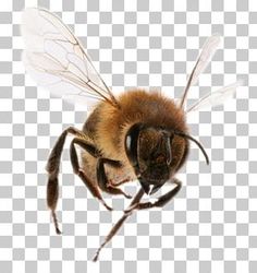 a honeybee flying in the air with its wings spread out and eyes wide open