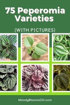 different types of plants with the title 75 pepperoniia varieties
