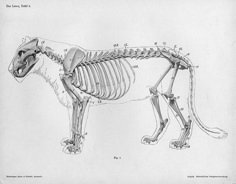 an animal skeleton is shown in this black and white drawing, with the lower half of it's body visible