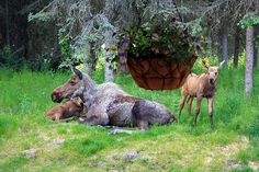 two goats are laying in the grass near some trees and flowers hanging from a basket
