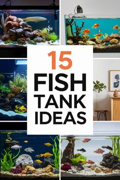 the top ten fish tank ideas for aquariums and other types of fish in an aquarium