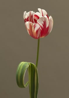 a red and white tulip with green stems in a vase on a gray background