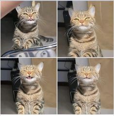 four different pictures of a cat sitting in a sink with its eyes closed and mouth wide open