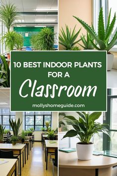 Looking to spruce up your classroom with some greenery? Consider adding the best indoor plants for classrooms that are easy to care for and can positively impact mental health. These clean-air potted plants not only enhance your classroom decor but also provide a calming environment for students. Try incorporating easy-care indoor classroom plants like spider plants, pothos, or peace lilies. Need a plant that thrives in low-light settings? Plants For Classroom, Best Classroom Plants, Plants In Classroom Decor, Classrooms With Plants, Classroom Plants To Grow, Classroom Plants For Kids, Classroom Plants Indoor, Classroom Plants, Plants In Classroom