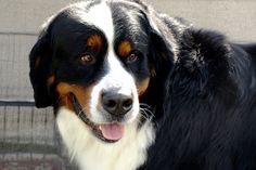 a black and white dog standing next to a fence with his tongue hanging out looking at the camera