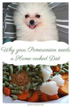 a white dog sitting in front of a pile of food with the words why your pomeranian needs a home cooked diet