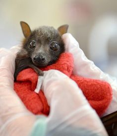 a small bat is being held in someone's hand while wearing gloves and holding a red blanket