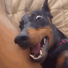 a black and brown dog laying on top of a couch with it's mouth open